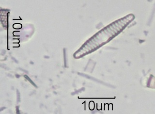 Fragilaria construens var subsalina